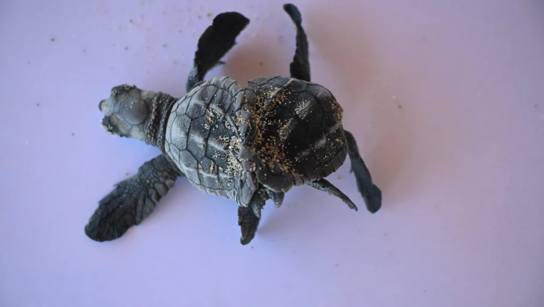 Bilim dünyası şokta! İlk defa görüntülendi