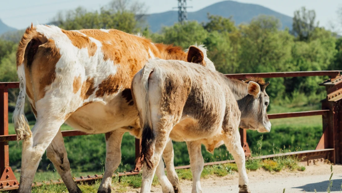 Damızlık amacıyla kullanılacak hayvanlara ilişkin yeni düzenleme