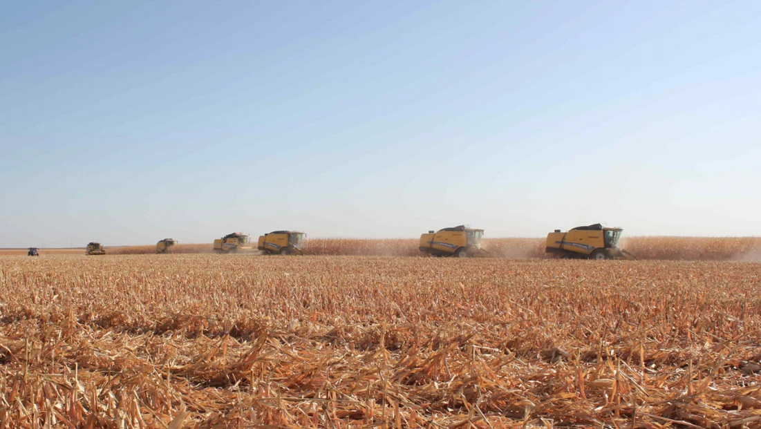 Dane mısır hasadında rekor hedef