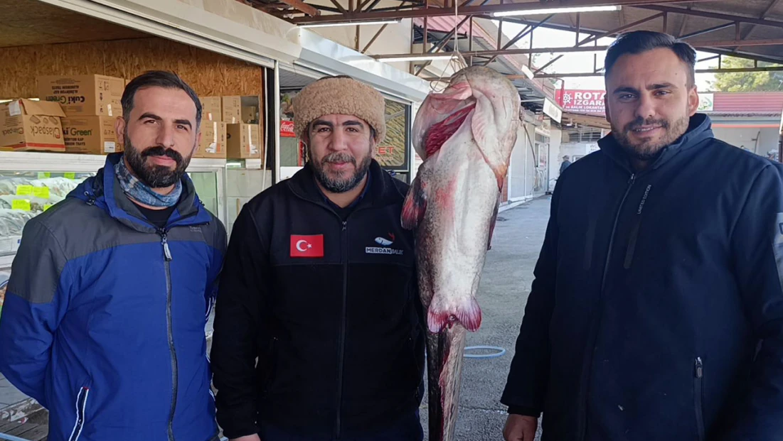 Kahramanmaraş'ta insan büyüklüğünde balık yakalandı