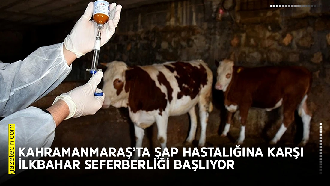 Kahramanmaraş’ta şap hastalığına karşı ilkbahar seferberliği başlıyor