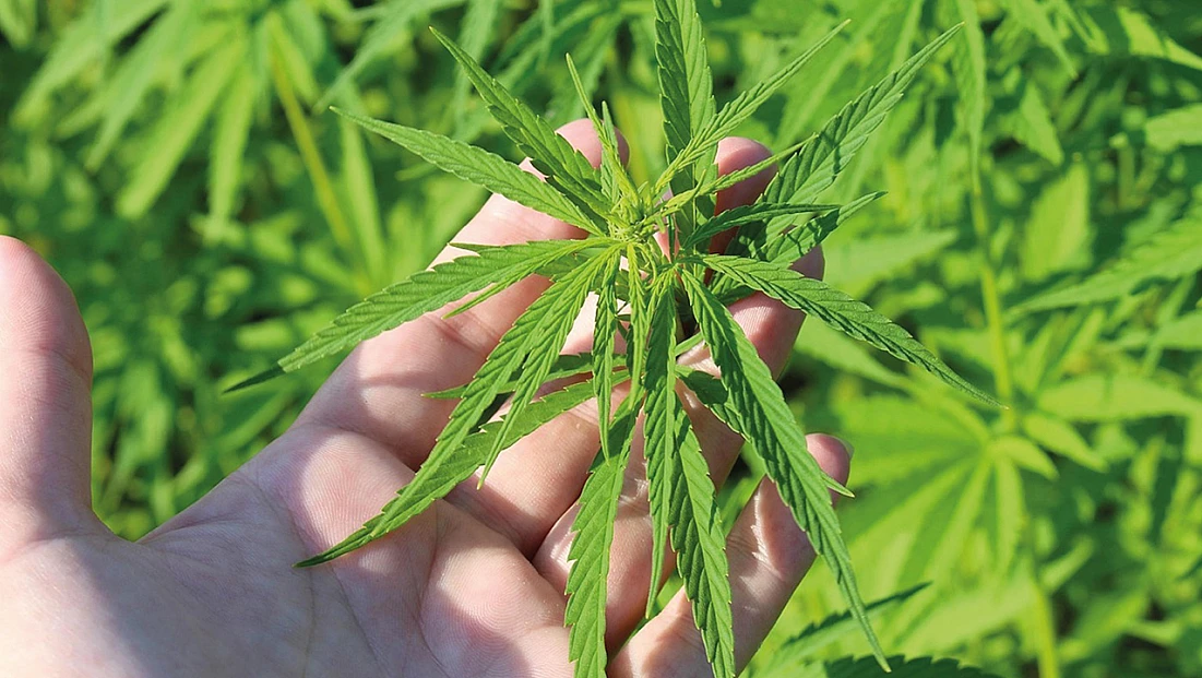 TMO’dan kenevir yetiştiriciliği için başvuru duyurusu!