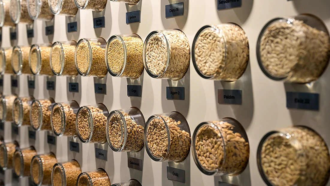 Tohumda ibre tamamen tersine döndü