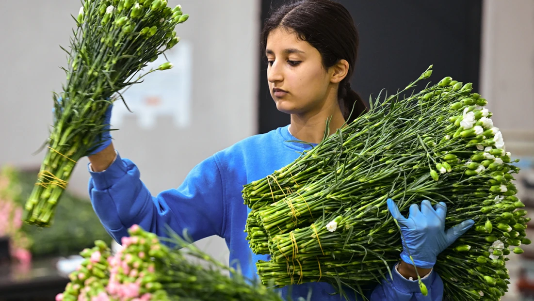 Türkiye'den yılbaşı için 12 milyon dolarlık çiçek ihracatı