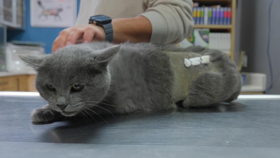 Veterinere götürülen kedinin kalçasından mermi çekirdeği çıkarıldı