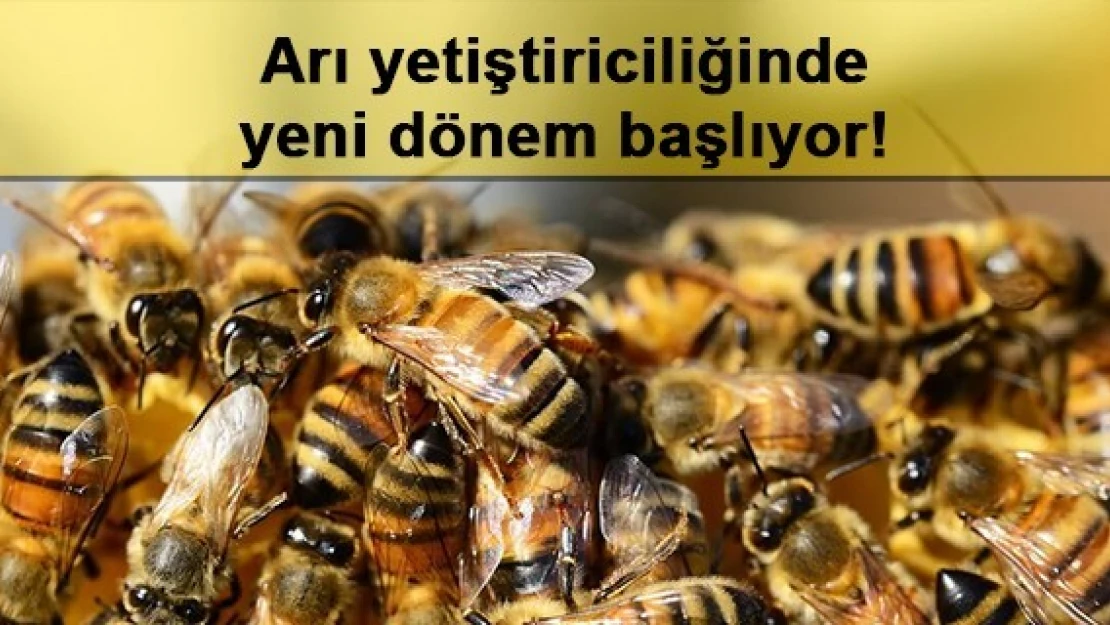 Arı yetiştiriciliğinde yeni dönem başlıyor!