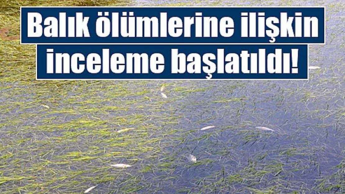 Kahramanmaraş'taki balık ölümlerine ilişkin inceleme başlatıldı