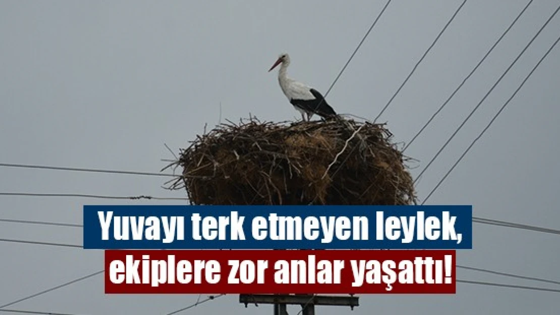 Yuvayı terk etmeyen leylek, ekiplere zor anlar yaşattı!