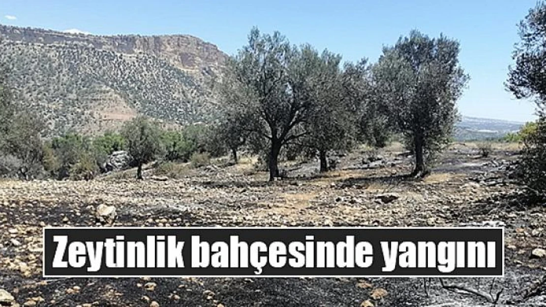 Zeytinlik bahçesinde yangını