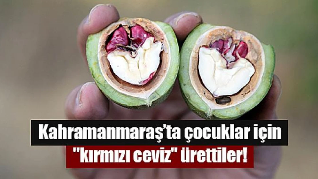 Kahramanmaraş'ta çocuklar için 'kırmızı ceviz' ürettiler!