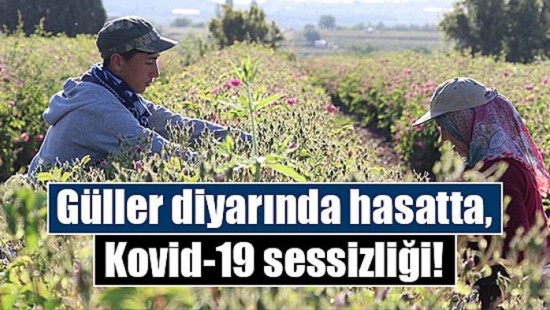 Güller diyarında hasatta, Kovid-19 sessizliği