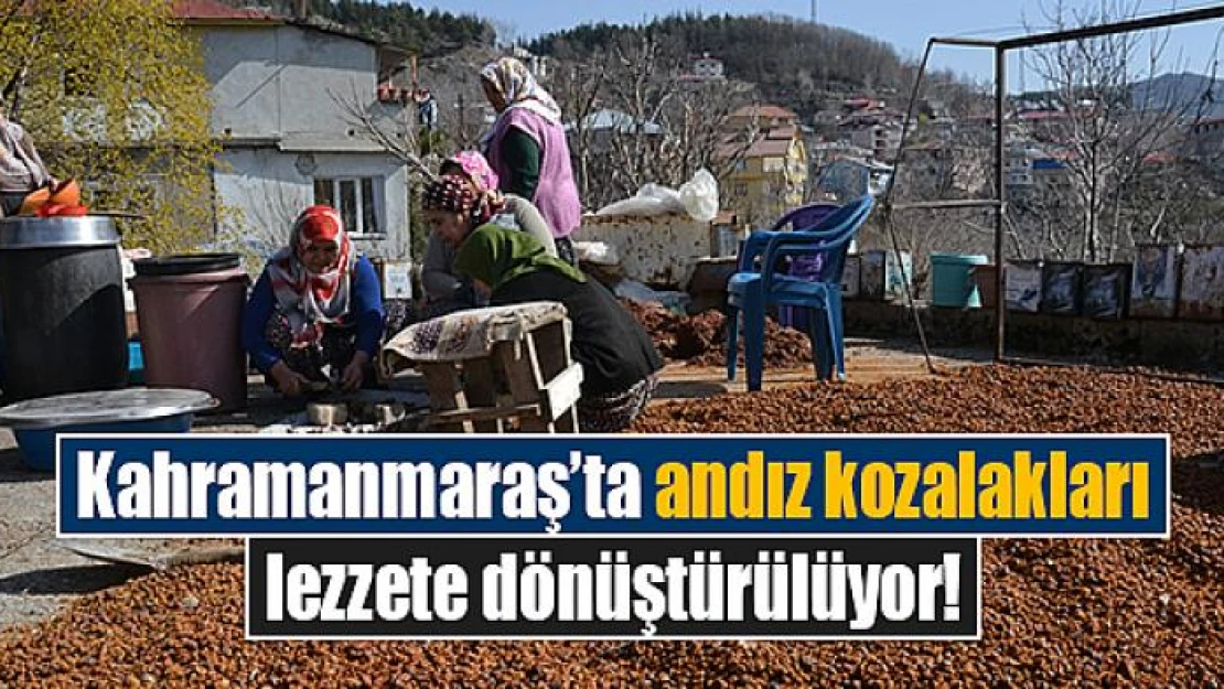 Kahramanmaraş'ta andız kozalakları lezzete dönüştürülüyor!