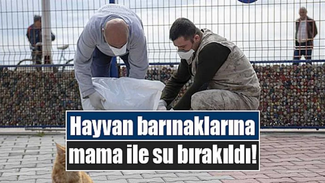 Hayvan barınaklarına mama ile su bırakıldı!