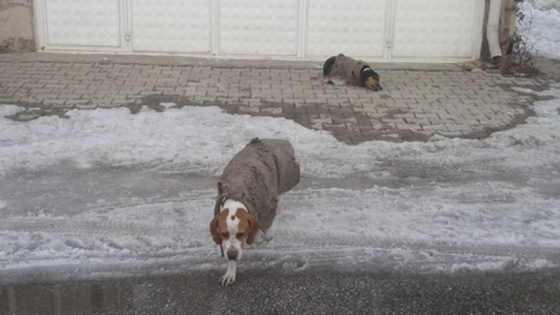 Göksunlu'nun köpek sevgisi yürekleri ısıttı!