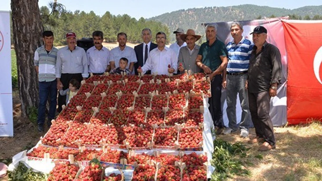 Kahramanmaraş'ta çilek hasadı başladı!