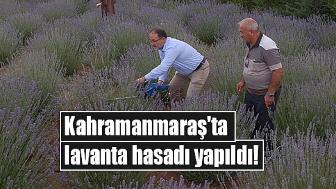 Kahramanmaraş'ta lavanta hasadı yapıldı