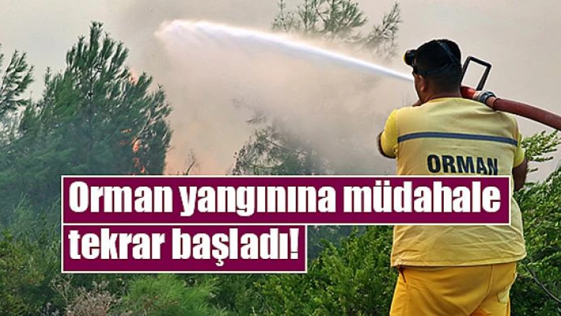 Orman yangınına müdahale tekrar başladı