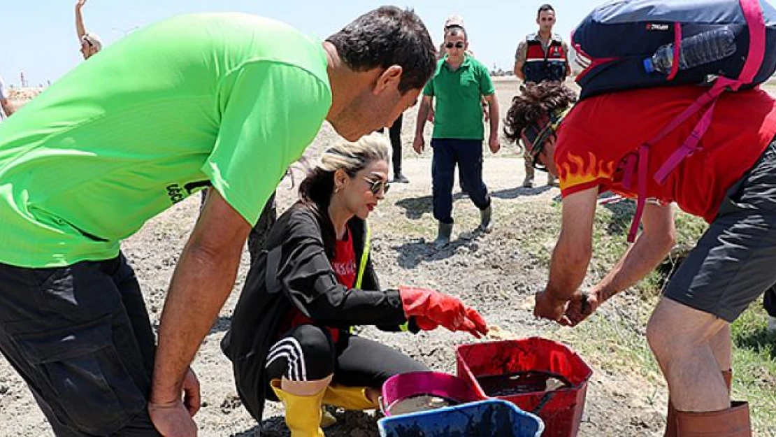 Amik Ovası'nda kalan balıklar kurtarılıyor