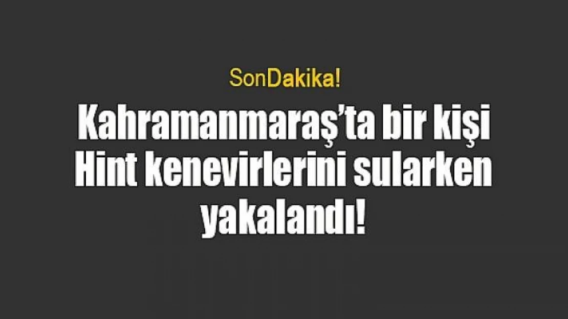 Kahramanmaraş'ta bir kişi Hint kenevirlerini sularken yakalandı!