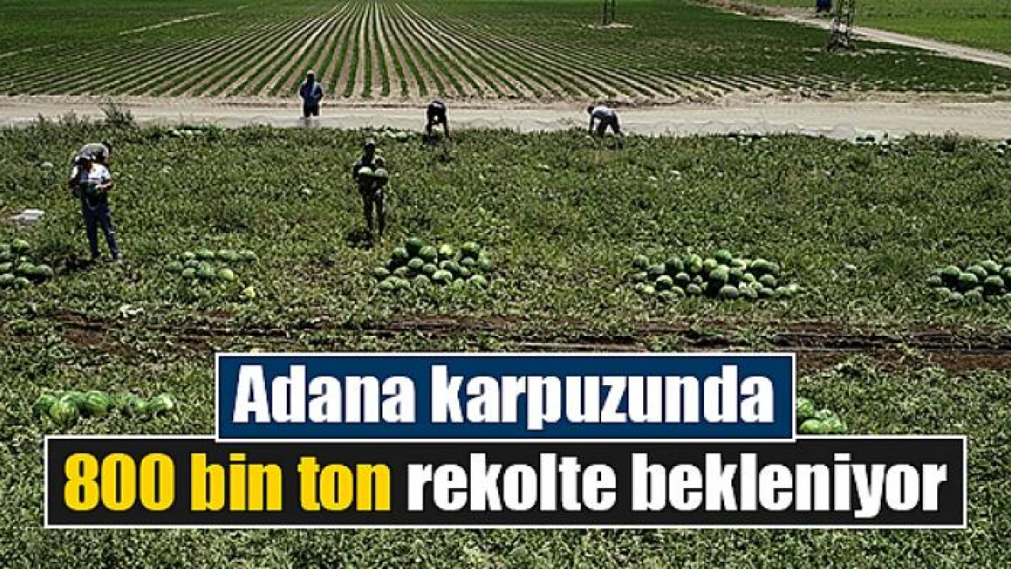 Adana karpuzunda 800 bin ton rekolte bekleniyor