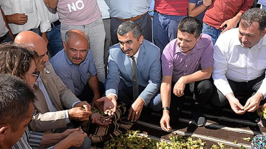 Kahramanmaraş'ta 'Fındık Hasat Günü' düzenlendi!