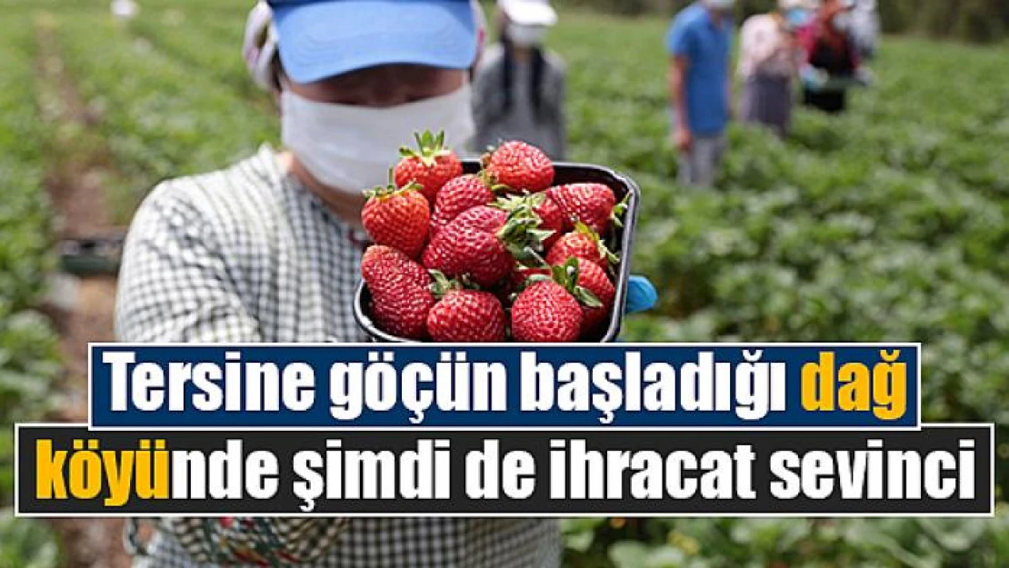 Tersine göçün başladığı dağ köyünde şimdi de ihracat sevinci