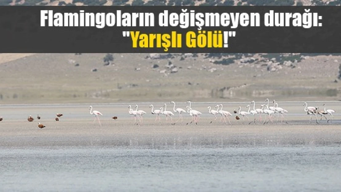 Flamingoların değişmeyen durağı: 'Yarışlı Gölü!' 