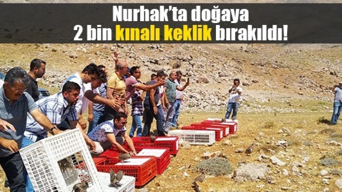 Nurhak'ta doğaya 2 bin kınalı keklik bırakıldı!