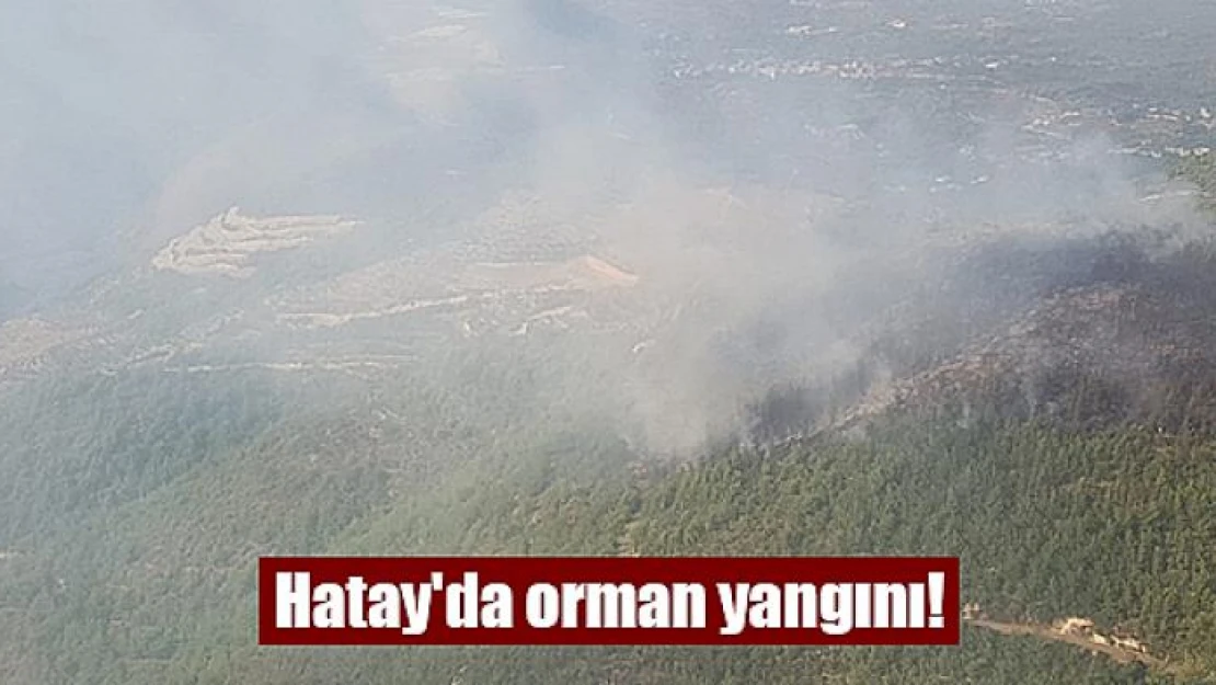 Hatay'da orman yangını!