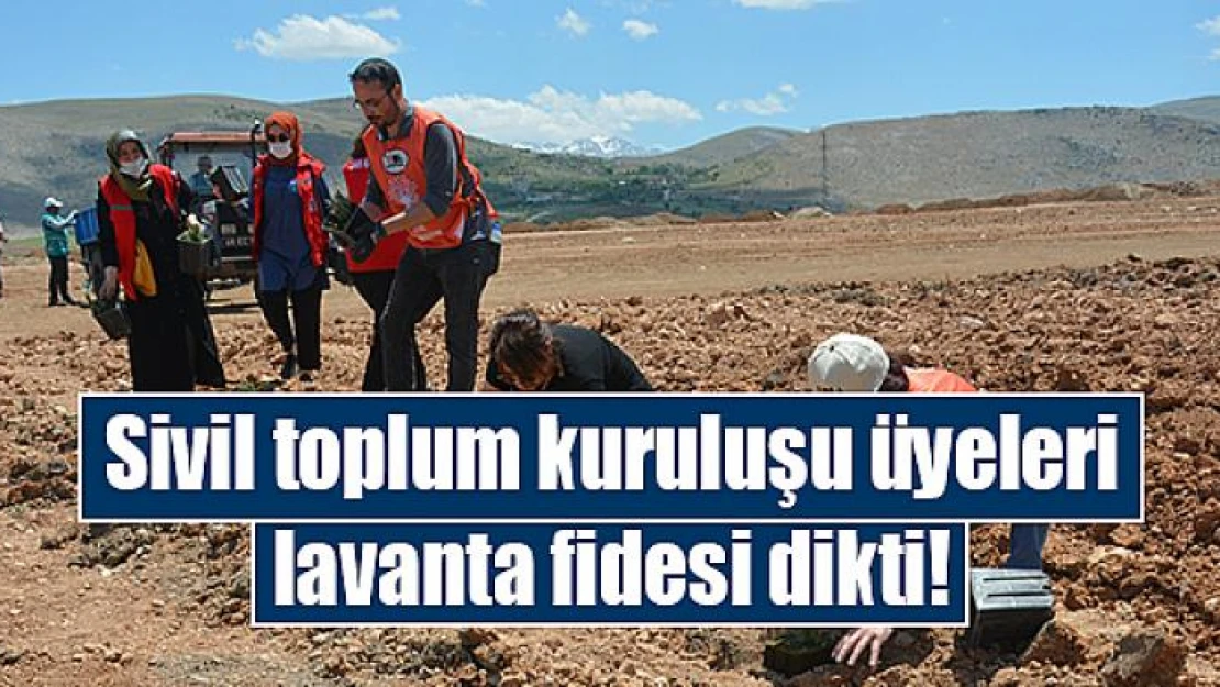 Sivil toplum kuruluşu üyeleri lavanta fidesi dikti