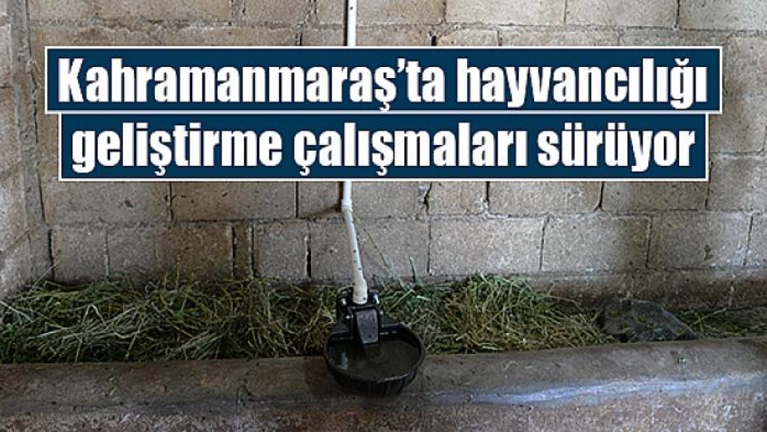 Kahramanmaraş'ta hayvancılığı geliştirme çalışmaları sürüyor