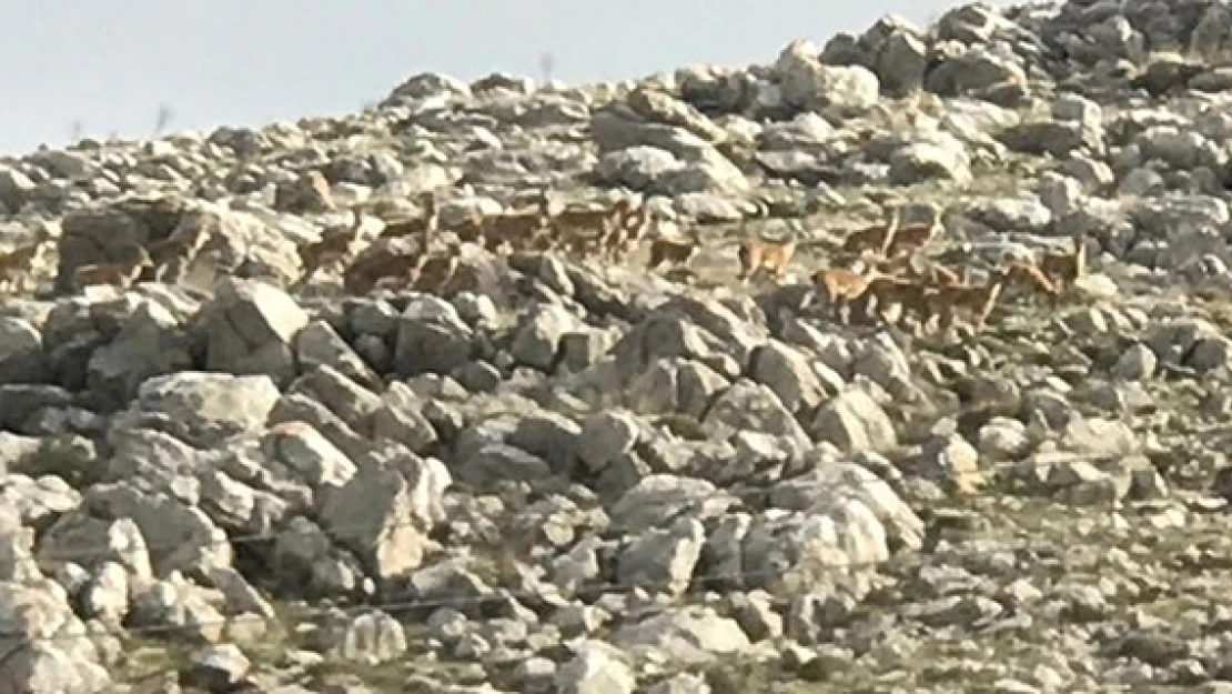 Kahramanmaraş'ta dağ keçileri görüntülendi!