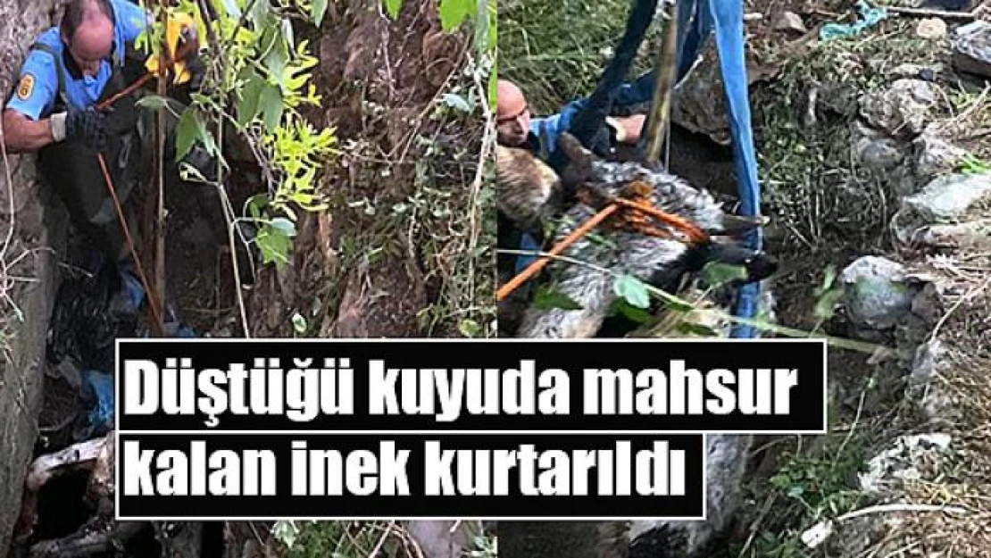 Düştüğü kuyuda mahsur kalan inek kurtarıldı