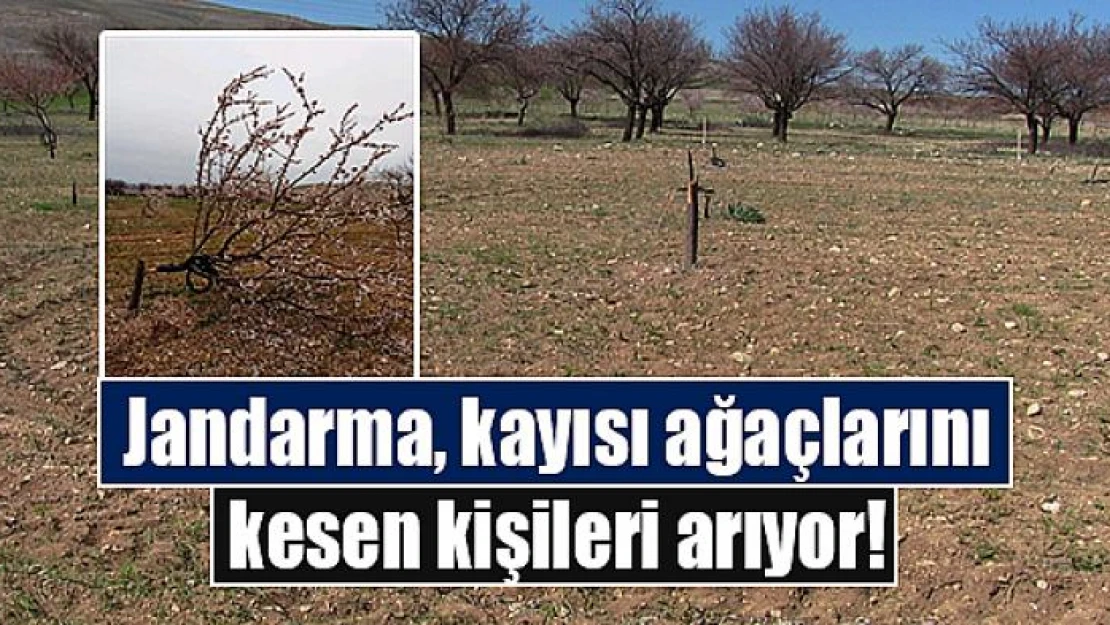 Jandarma, kayısı ağaçlarını kesen kişileri arıyor!