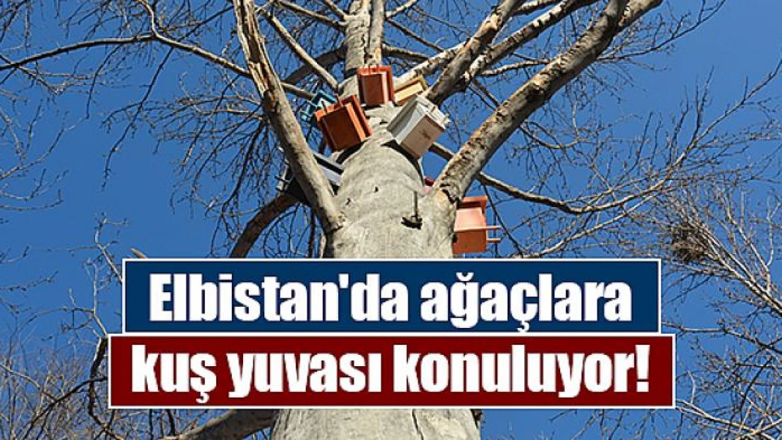 Elbistan'da ağaçlara kuş yuvası konuluyor!