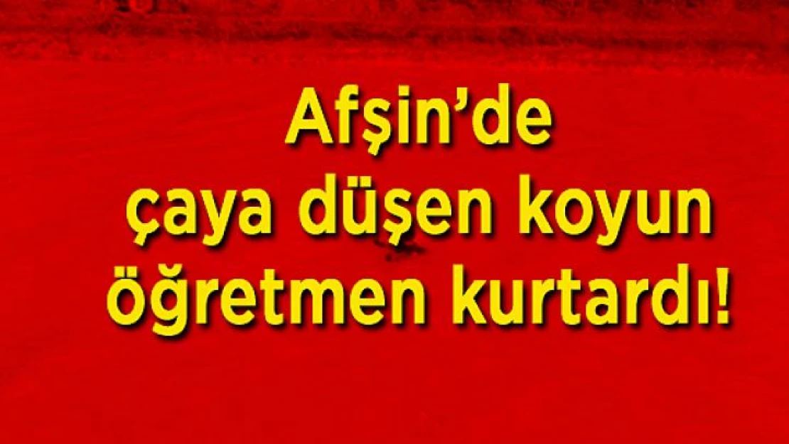 Afşin'de çaya düşen koyunu öğretmen kurtardı!