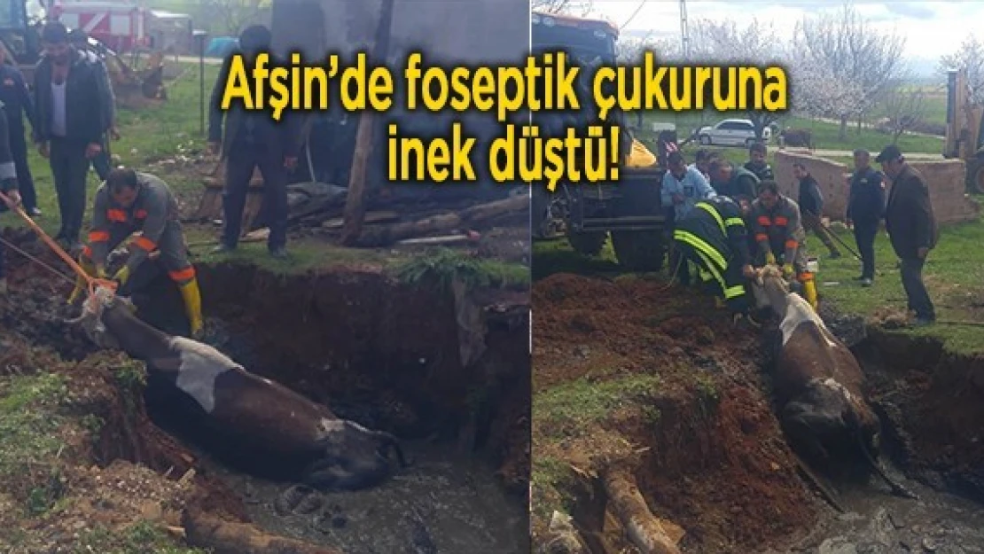 Afşin'de foseptik çukuruna inek düştü!