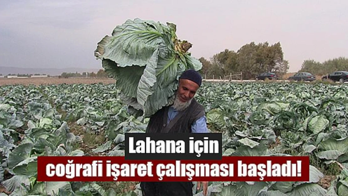 Lahana için coğrafi işaret çalışması başladı!