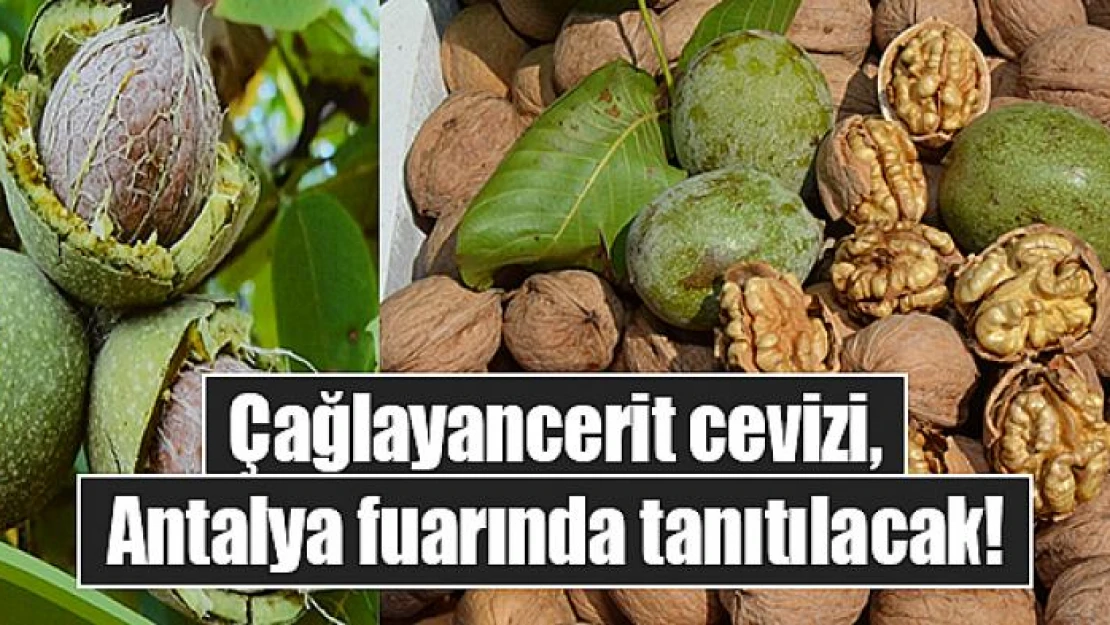 Çağlayancerit cevizi, Antalya fuarında tanıtılacak!