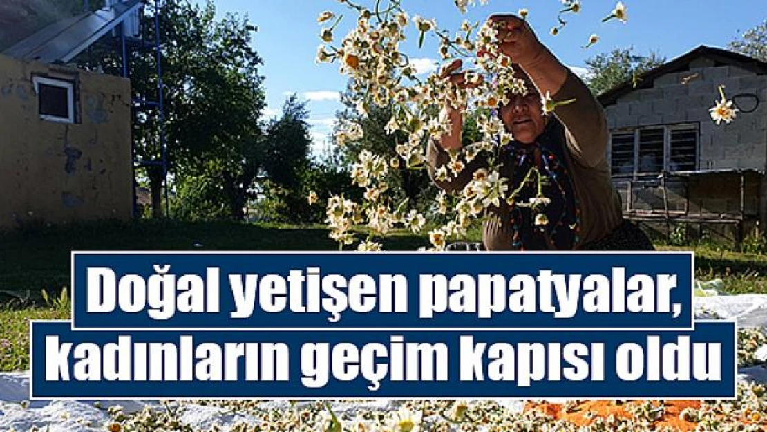 Doğal yetişen papatyalar, kadınların geçim kapısı oldu