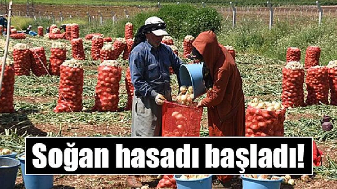 Soğan hasadı başladı!