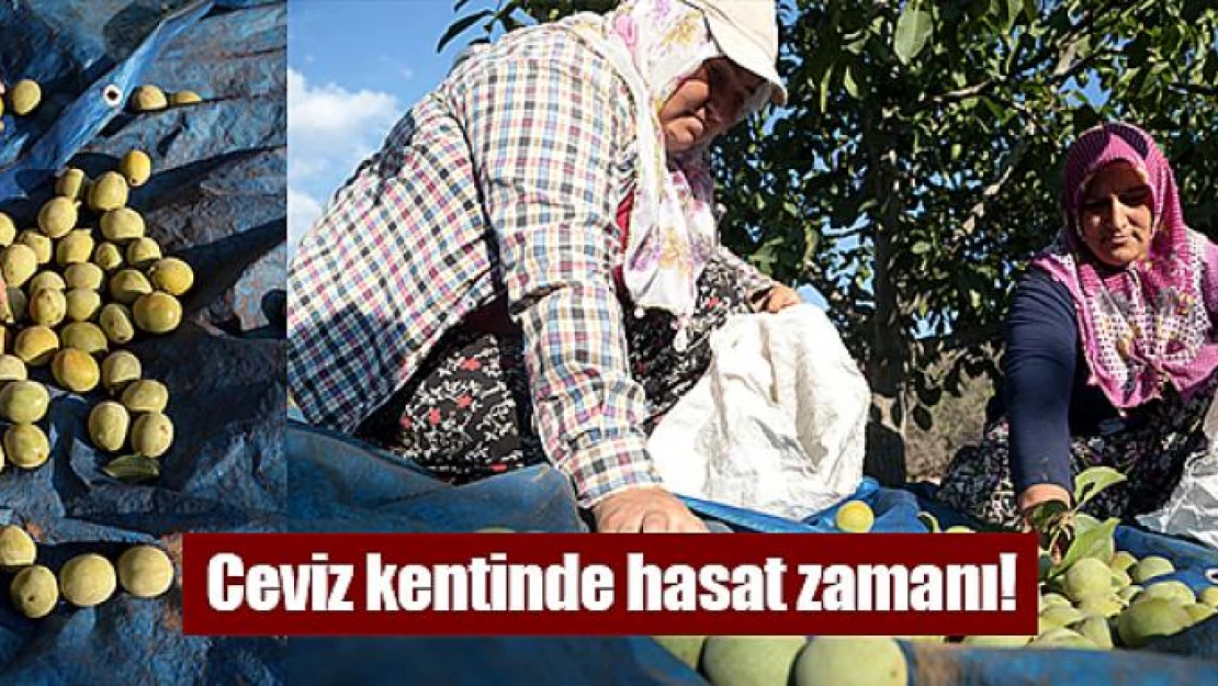 Ceviz kentinde hasat zamanı!