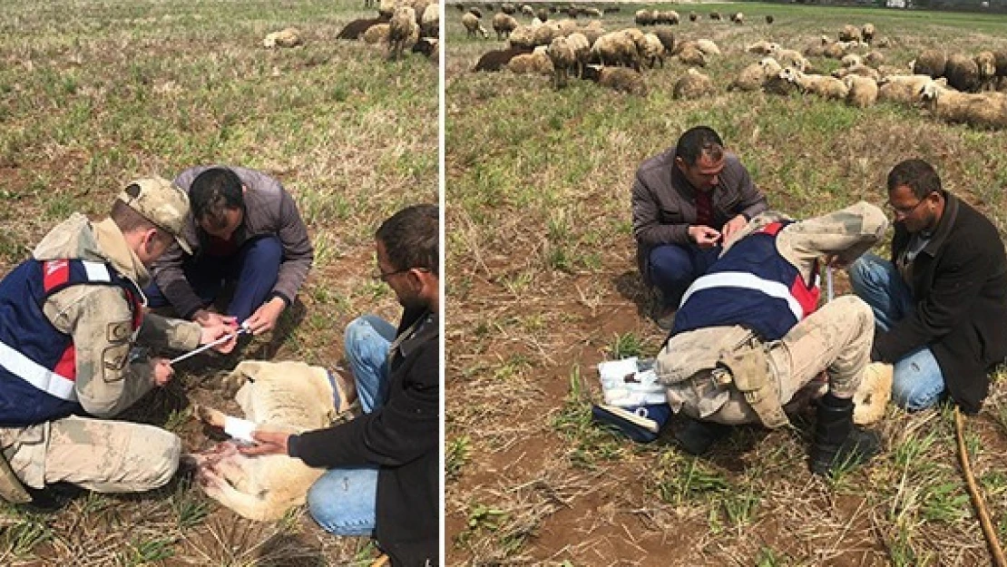 Ekinözü'nde otomobilin çarptığı köpeğe ilk yardım jandarmadan!