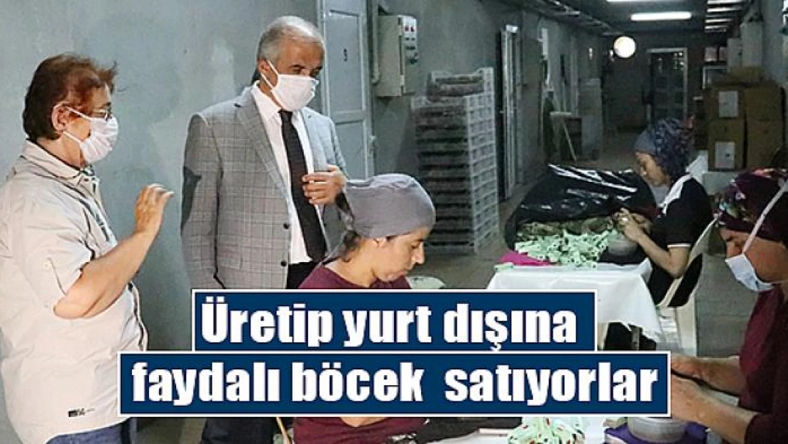 Üretip yurt dışına  faydalı böcek  satıyorlar