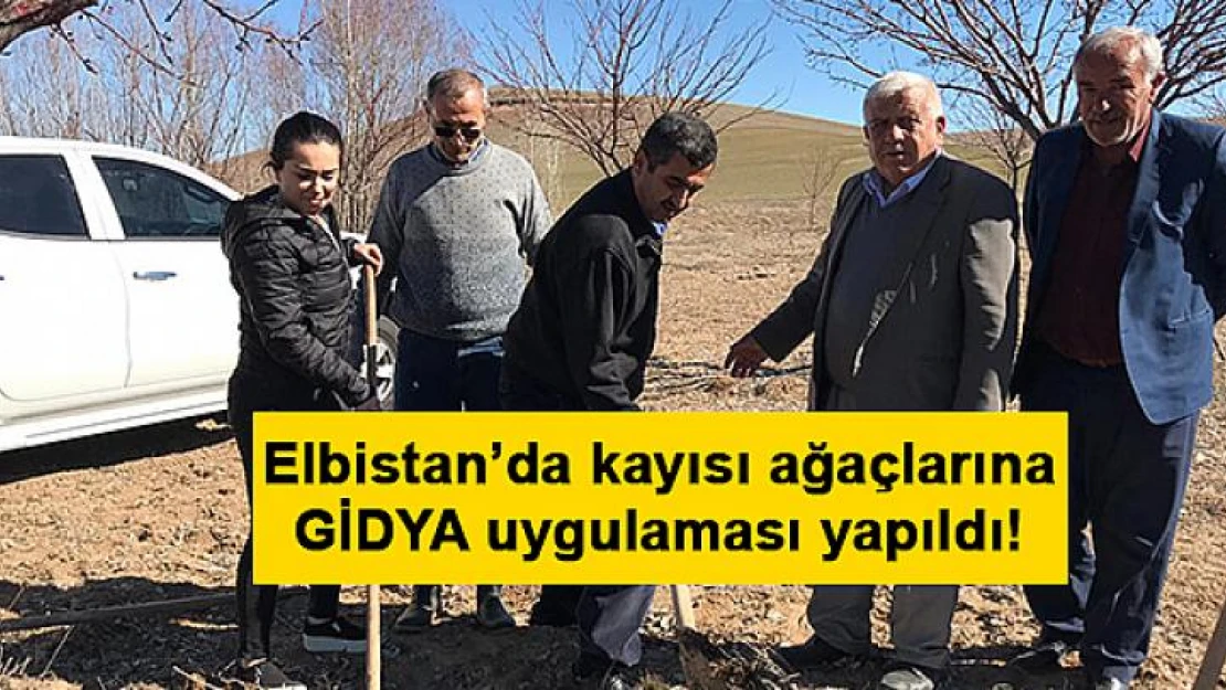 Elbistan'da kayısı ağaçlarına GİDYA uygulaması yapıldı!