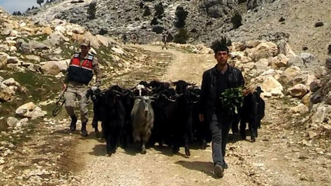 Kahramanmaraş'ta ahırdan kaçan keçiler, güvenlik kameralarına yakalandı!