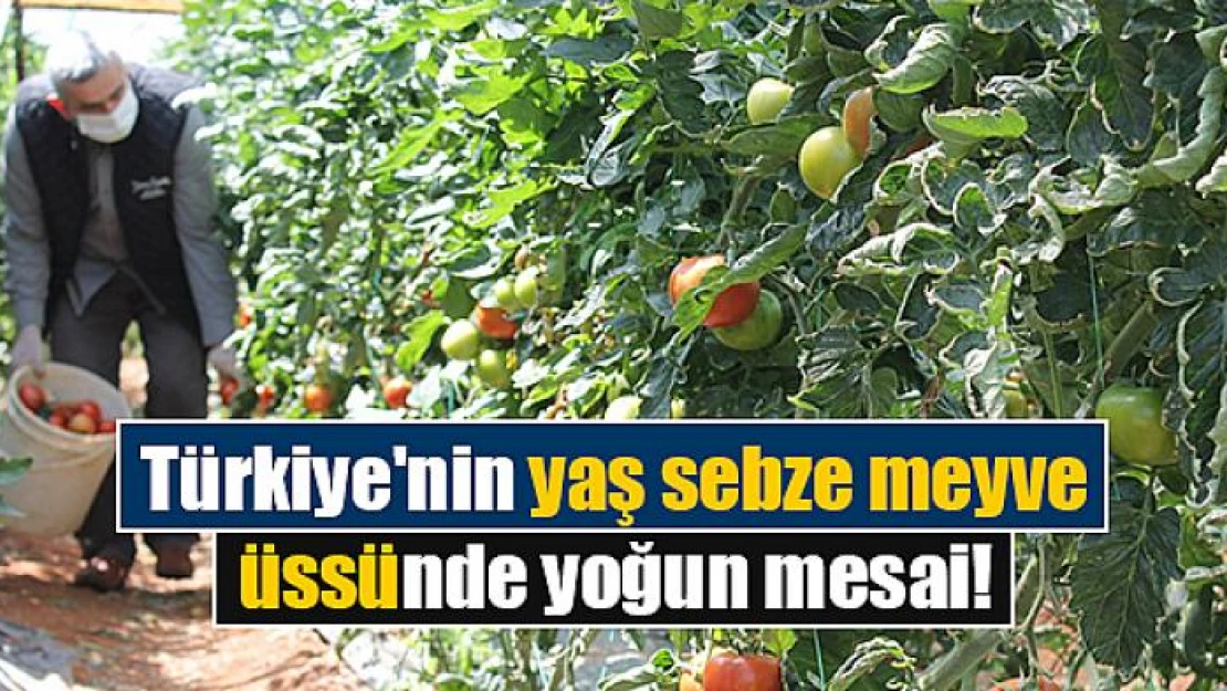 Türkiye'nin yaş sebze meyve üssünde yoğun mesai!