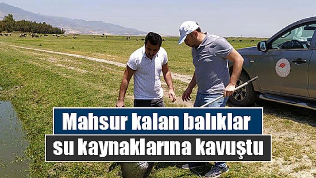 Mahsur kalan balıklar su kaynaklarına kavuştu