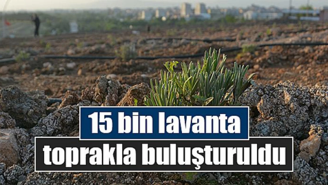 15 bin lavanta toprakla buluşturuldu