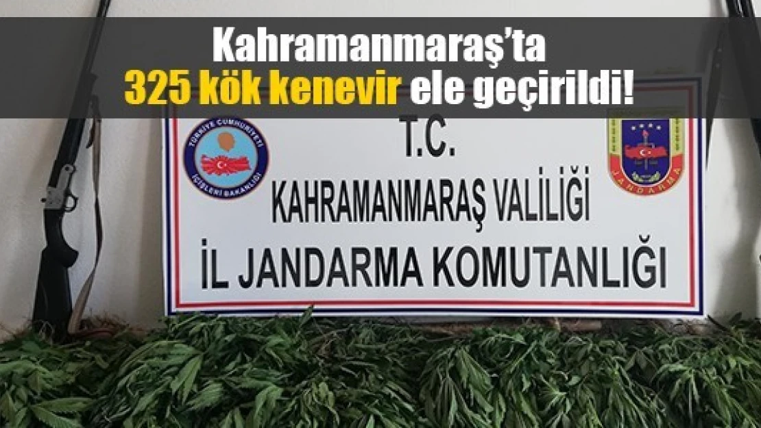 Kahramanmaraş'ta 325 kök kenevir ele geçirildi!